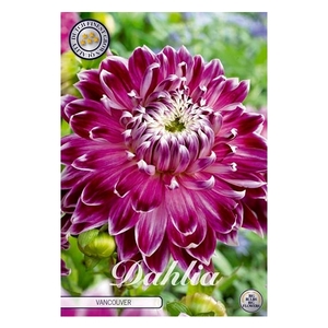 Dahlia Vancouver x1 l