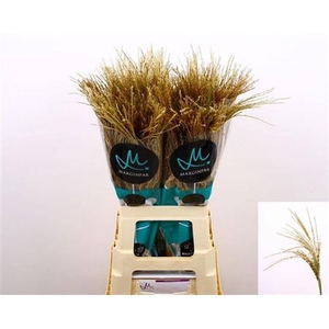 Misc Sin White Cloud