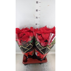 Euphorbia pulc. 'Christ Feel'