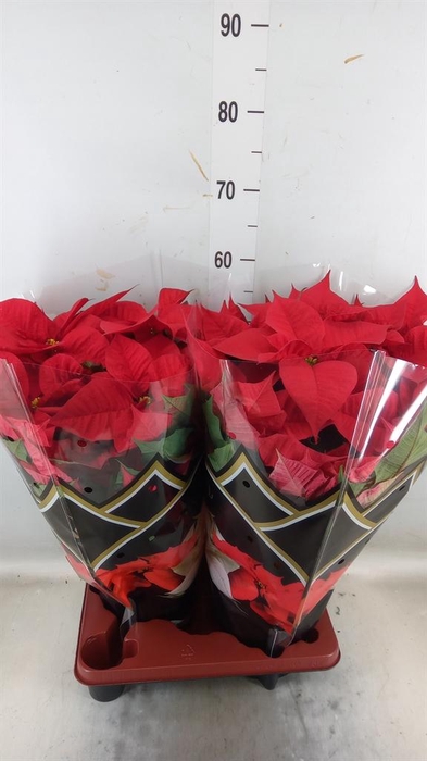 <h4>Euphorbia pulc. 'Christ Feel'</h4>