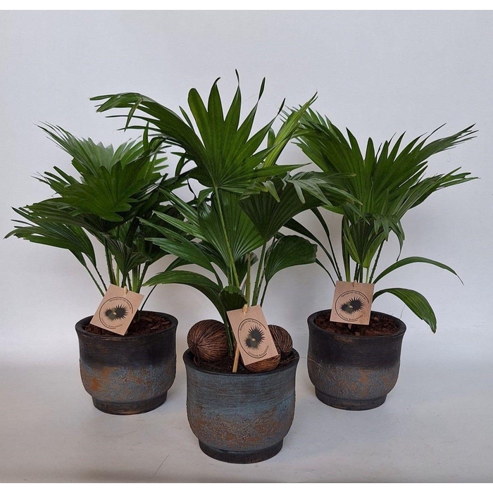 <h4>LIVISTONA ROTUNDIFOL</h4>