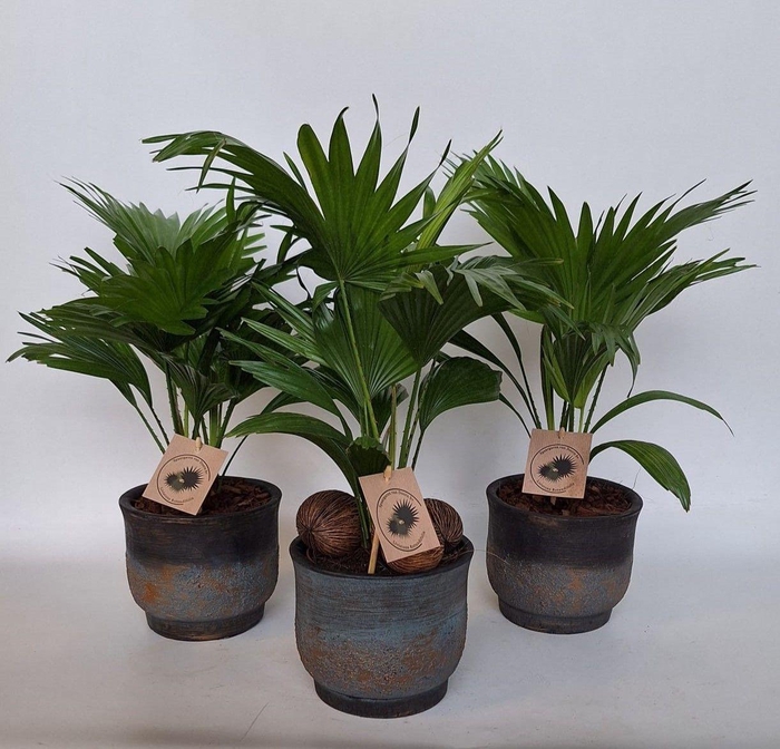 <h4>Livistona in Pot Aico mix D17</h4>