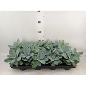 Senecio cephal. 'Mountain Fire'