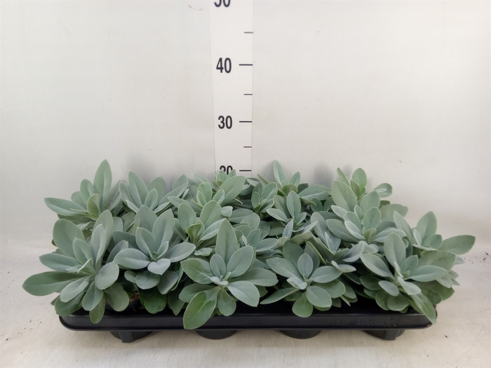 <h4>Senecio cephal. 'Mountain Fire'</h4>