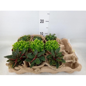 Arr.   Kamerplant Groen L%