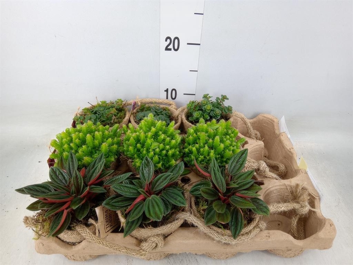 <h4>Arr. Kamerplant Groen L%</h4>