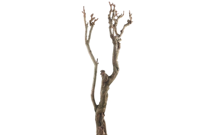 <h4>Syringa Branch Extra Giordano</h4>