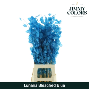Lunaria gebleekt Blue