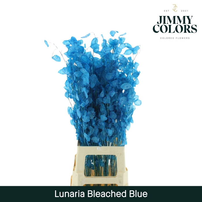 <h4>Lunaria gebleekt Blue</h4>