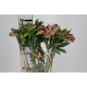 ALST. LIVORNO 070 CM