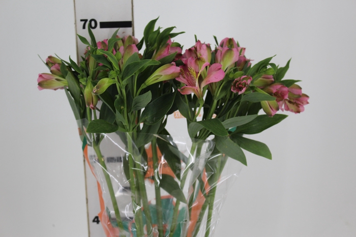 ALST. LIVORNO 070 CM