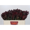 Leucadendron Saf Sunset Dark R.