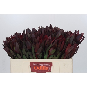 Leucadendron Saf Sunset Dark R.