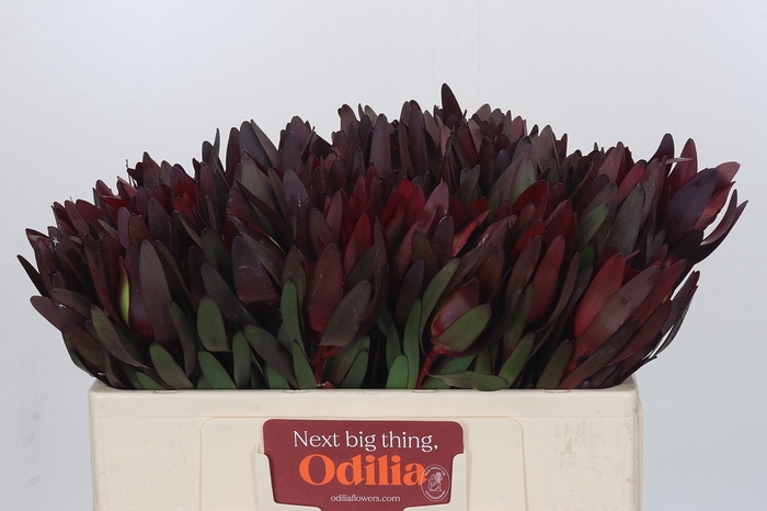 <h4>Leucadendron Saf Sunset Dark R.</h4>