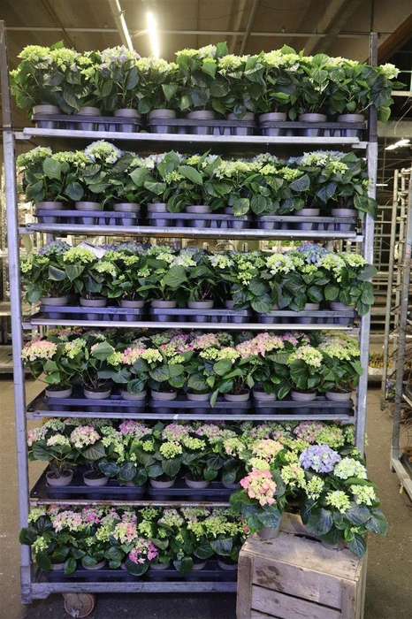 <h4>arr8 Hydr M Gem 2 Kleuren</h4>