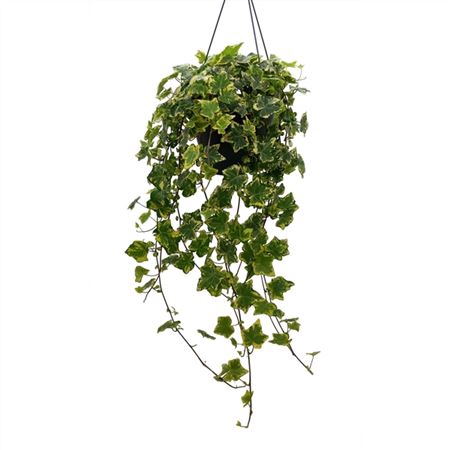 <h4>Hedera He Geelbont Hang</h4>