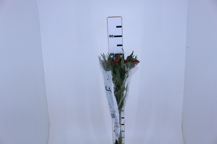 ALSTROEMERIA CHEERIO 080 CM