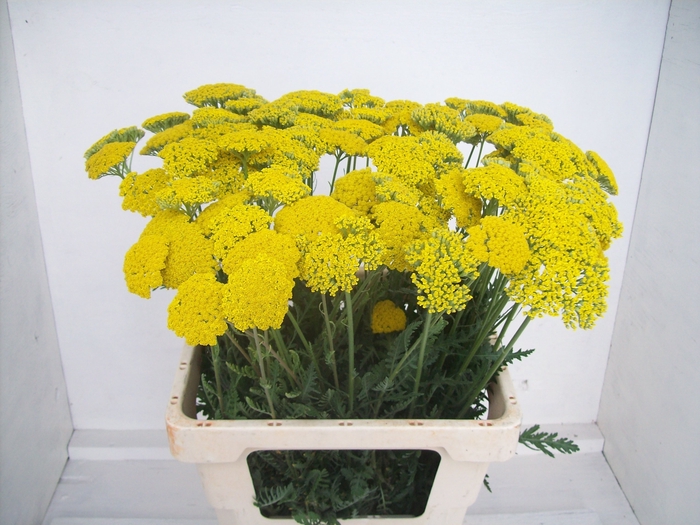 <h4>ACHIL F PARK VARIETY</h4>
