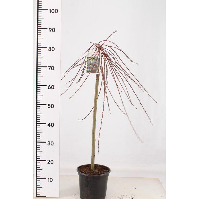 <h4>Salix repens 'Armando'</h4>