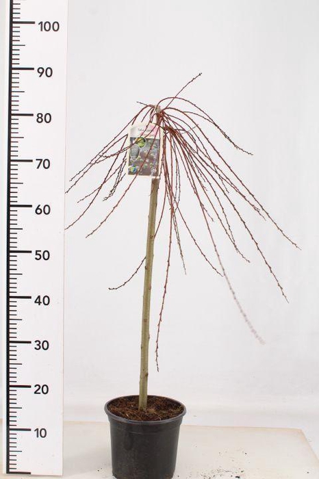 Salix repens 'Armando'