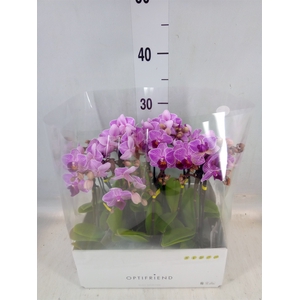 Phalaenopsis multi.   ...lilac