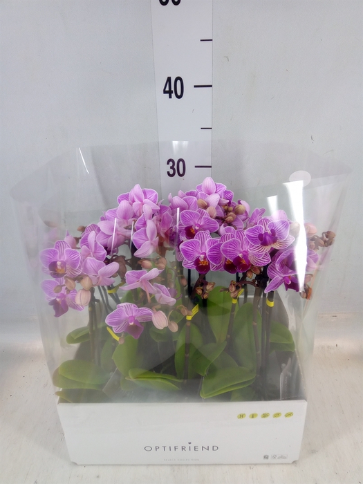 <h4>Phalaenopsis multi.   ...lilac</h4>