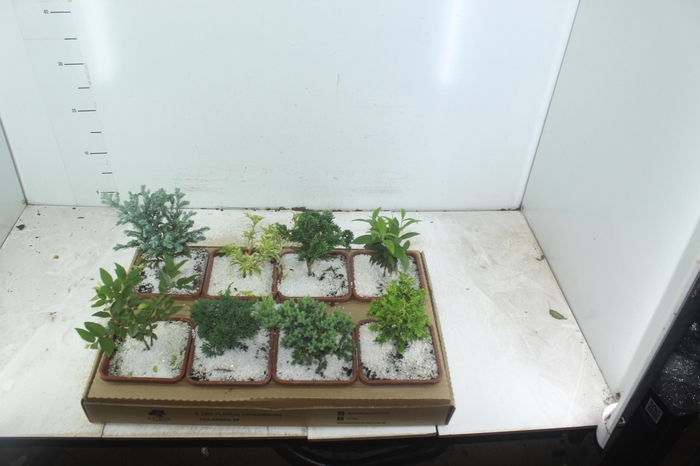 <h4>BONSAI JUNIOR VASO PLASTICO 1.1L</h4>