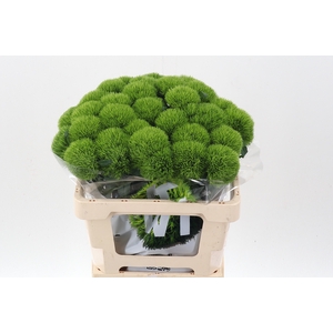 Di Barb Kiwi Mellow 55cm