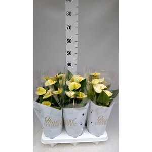 Anthurium andr. 'Vanilla'