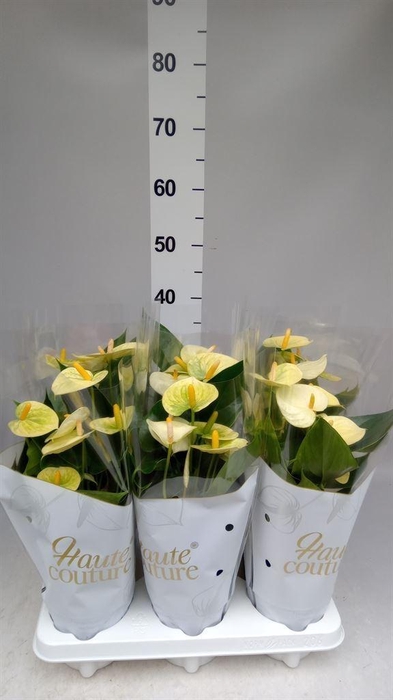 <h4>Anthurium andr. 'Vanilla'</h4>