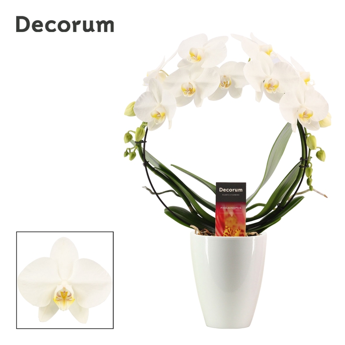 <h4>Phalaenopsis boog wit in Carly wit (Deco-collection)</h4>