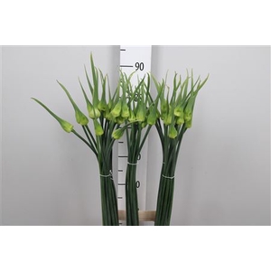 Allium Cepa Judith