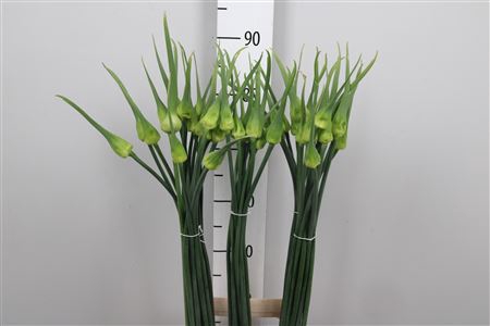 <h4>Allium Cepa Judith</h4>