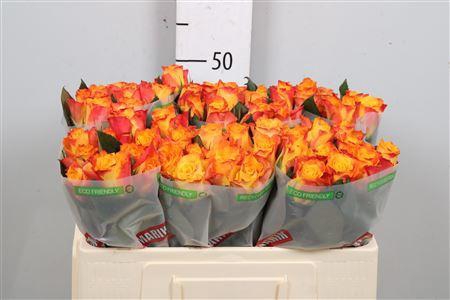 <h4>R Gr Marie-claire!</h4>