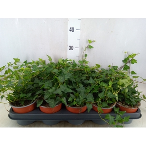 Hedera helix   ...