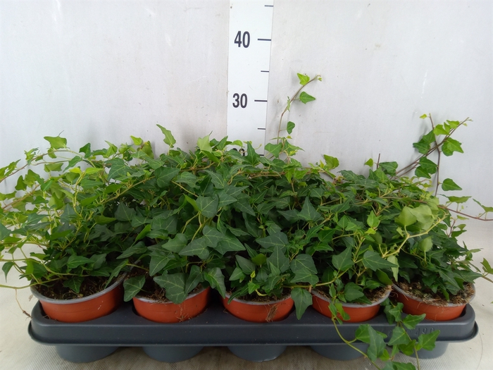 <h4>Hedera helix   ...</h4>