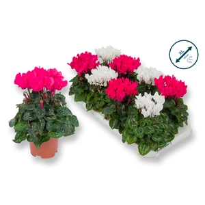 Cyclaam-XL-ROZE / WIT