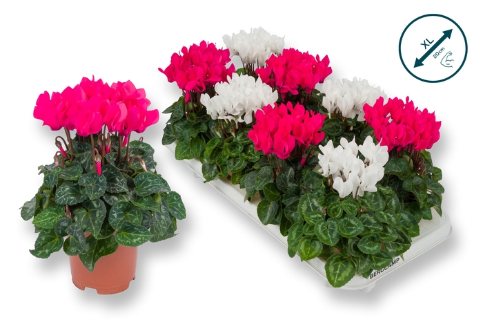 <h4>Cyclaam-XL-ROZE / WIT</h4>