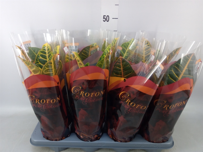 <h4>Codiaeum var. GR 'Petra'</h4>