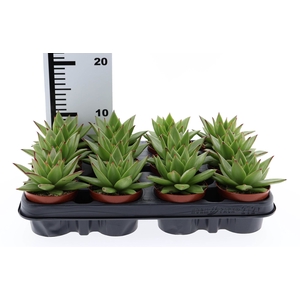 Echeveria agavoides 'Ebony'