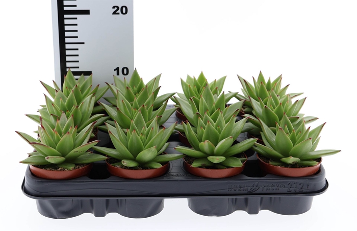 <h4>Echeveria agavoides 'Ebony'</h4>