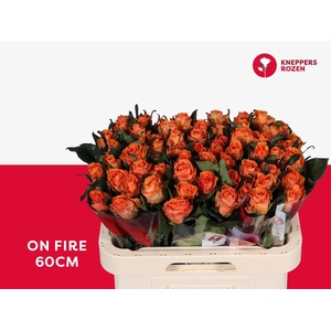 Rosa a grande fleur On Fire