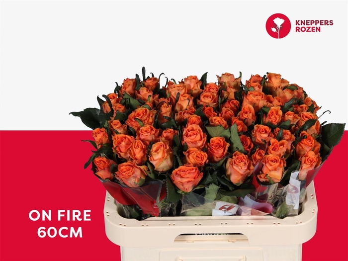 <h4>Rosa a grande fleur On Fire</h4>