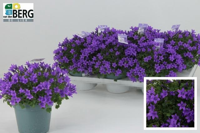 <h4>CAMP PORTENSCHLAGIAN</h4>