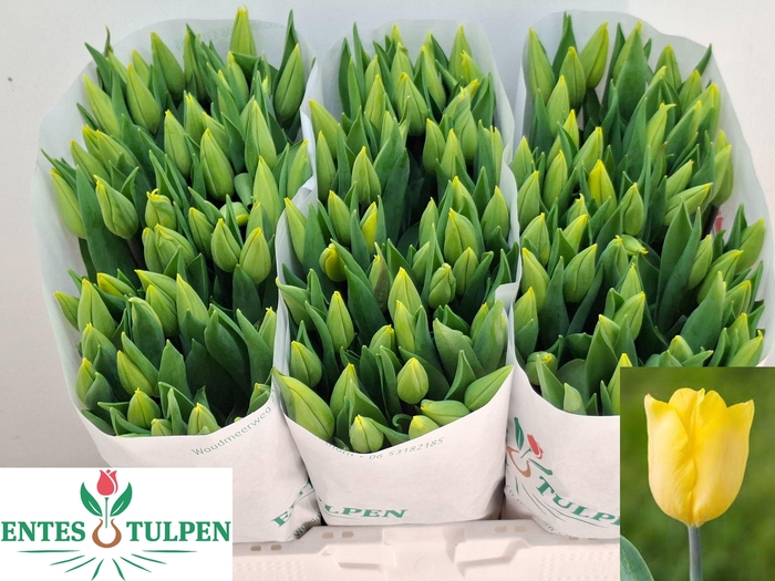 <h4>TU EN STRONG GOLD</h4>