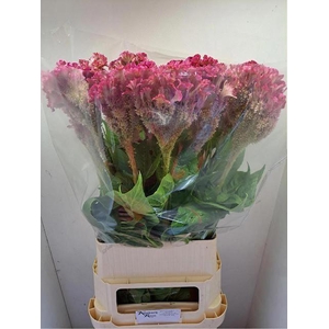 CELOSIA C TURBO ROSE