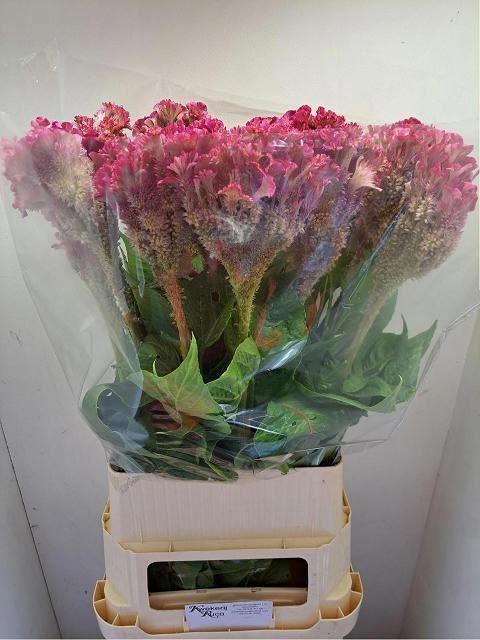 <h4>CELOSIA C TURBO ROSE</h4>