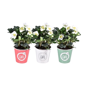 MoreLIPS Helleborus n. Christmas Carol 12cm (M)