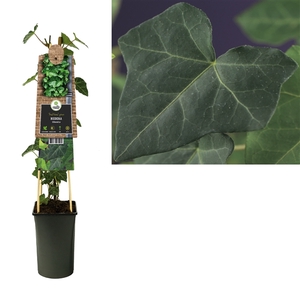 Hedera hibernica +3.0 label