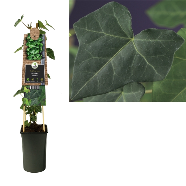 <h4>Hedera hibernica +3.0 label</h4>